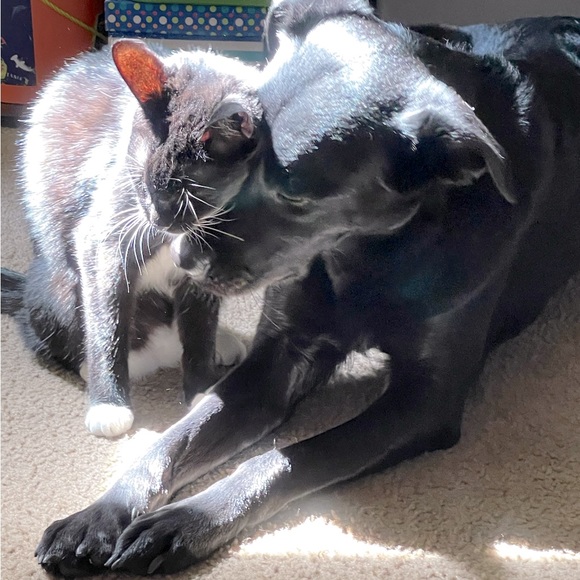 Meet your Posher, Jade - Picture 1 of 1